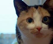 -films-vie_cachee_de_nos_genes