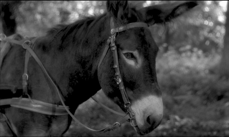 a  Au Hasard Balthazar criterion dvd review PDVD_018